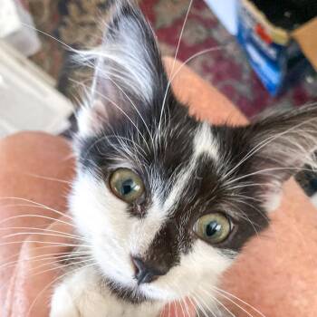Archer -  Domestic Medium Hair Cat for Adoption in Lynchburg, Virginia - Archer | PetCurious