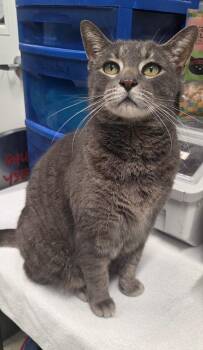 Domestic Short Hair Cats Available for Adoption - Stealy | PetCurious