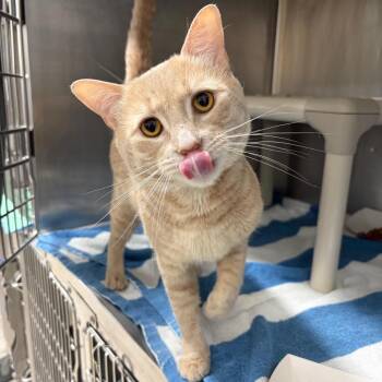 Nene -  Domestic Short Hair Cat for Adoption in Newark, New Jersey - Nene | PetCurious