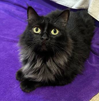 Domestic Long Hair Cats Available for Adoption - Allison | PetCurious