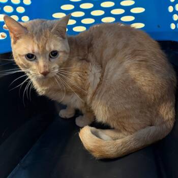 Domestic Short Hair Cats Available for Adoption in West Olive, Michigan - Osh Kosh Bgosh (Barn Cat) | PetCurious