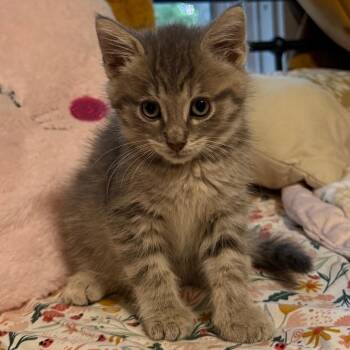 Sarah -  Domestic Short Hair Cat for Adoption in Granville, Ohio - Sarah | PetCurious