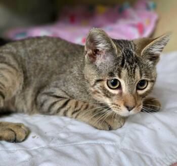 Slinky -  Domestic Short Hair Cat for Adoption in New Castle, Pennsylvania - Slinky | PetCurious