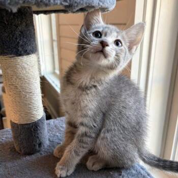 Domestic Short Hair Cats Available for Adoption in Knoxville, Tennessee - Victoria | PetCurious