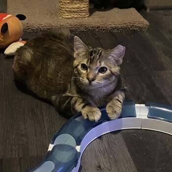 Domestic Short Hair Cats Available for Adoption - Mira & Sweet Pea | PetCurious