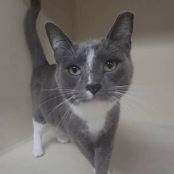 Simon -  Domestic Short Hair Cat Available for Adoption in Tama, Iowa - Simon | PetCurious