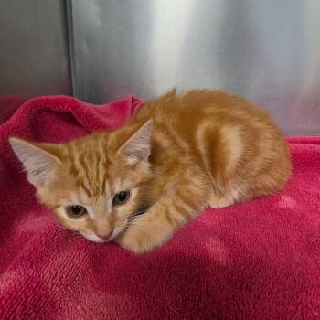 Cheese -  Domestic Short Hair Cat for Adoption in Martinsville, Virginia - Cheese | PetCurious