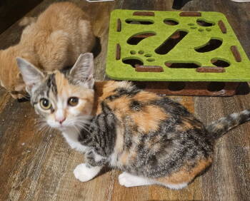 Rescue Domestic Short Hair Cats for Adoption in Camden, South Carolina - Pixel (Available For Pre-adoption) | PetCurious