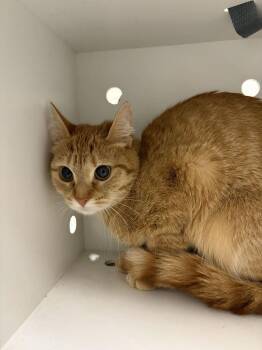 Pumpkin -  Domestic Short Hair Cat for Adoption in Fruit Heights, Utah - Pumpkin | PetCurious
