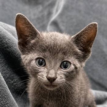 Hordor -  Domestic Short Hair Cat Available for Adoption in Brenham, Texas - Hordor | PetCurious