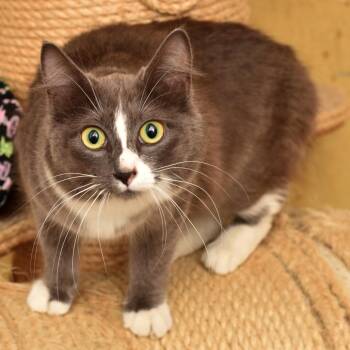 Flavel -  Domestic Long Hair Cat for Adoption in Portland, Oregon - Flavel | PetCurious