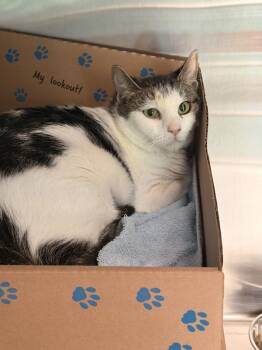 Domestic Short Hair Cats Available for Adoption - Sherry | PetCurious