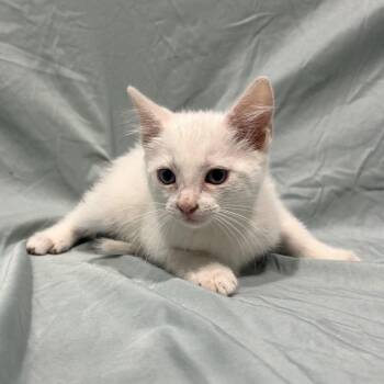Opal -  Domestic Medium Hair Cat for Adoption in Abilene, Texas - Opal | PetCurious