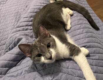 Rescue Domestic Short Hair Cats for Adoption in Greenville, South Carolina - Tot SJ | PetCurious