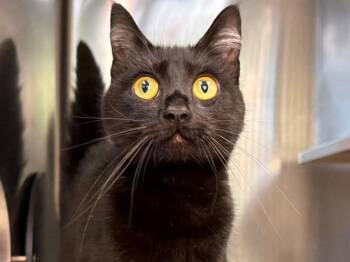 BUCKO -  Domestic Short Hair Cat for Adoption in Santa Rosa, California - BUCKO | PetCurious