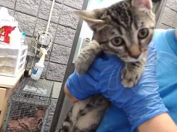 GRAVY -  Domestic Short Hair Cat for Adoption in Tulsa, Oklahoma - GRAVY | PetCurious