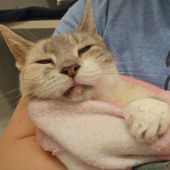 Domestic Medium Hair Cats Available for Adoption in Fairport, New York - Charlotte | PetCurious