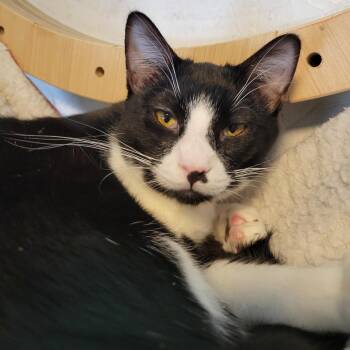 Milli -  Domestic Short Hair Cat for Adoption in Priest River, Idaho - Milli | PetCurious