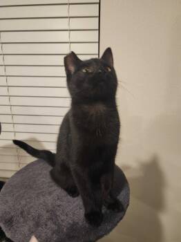 Pure -  Domestic Short Hair Cat for Adoption in Riverside, California - Pure | PetCurious