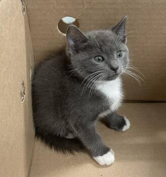 Rune -  Domestic Short Hair Cat for Adoption in New York, New York - Rune | PetCurious