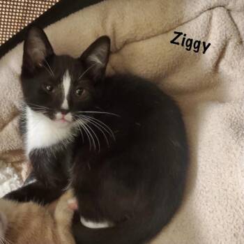 Ziggy -  Domestic Short Hair Cat for Adoption in Seven Valleys, Pennsylvania - Ziggy | PetCurious
