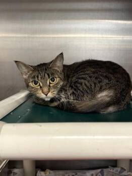 Bethany -  Domestic Short Hair Cat for Adoption in Lowell, Massachusetts - Bethany | PetCurious