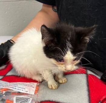 Boba -  Domestic Short Hair Cat for Adoption in Cincinnati, Ohio - Boba | PetCurious