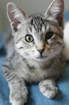 Georgie S -  Domestic Short Hair Cat for Adoption in Homer Glen, Illinois - Georgie S | PetCurious