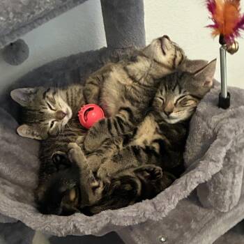 Lettuce -  Domestic Short Hair Cat for Adoption in Columbia, Missouri - Lettuce | PetCurious