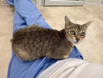 Sugar -  Domestic Short Hair and Tabby Cat for Adoption in Mccormick, South Carolina - Sugar | PetCurious