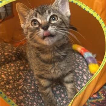 Domestic Short Hair Cats Available for Adoption in Tempe, Arizona - Elizabeth Swan | PetCurious