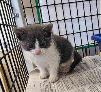 Kitten 2 feral mom -  Domestic Medium Hair Cat for Adoption in Green River, Wyoming - Kitten 2 Feral Mom | PetCurious
