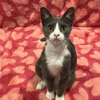 Domestic Short Hair Cats Available for Adoption - Mittens | PetCurious