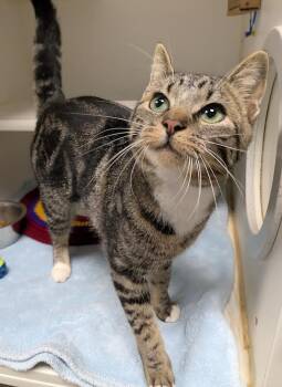 Rescue Domestic Short Hair Cats for Adoption in Bellingham, Washington - Sabrina | PetCurious