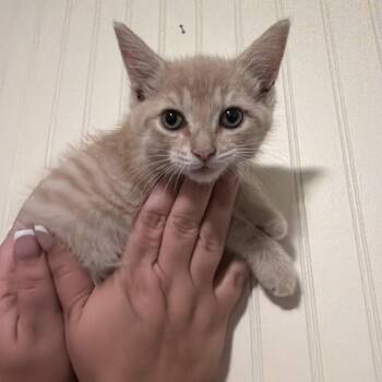 Fumble -  Domestic Short Hair Cat for Adoption in Sequatchie, Tennessee - Fumble | PetCurious