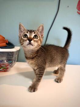 Domestic Short Hair Cats Available for Adoption in Los Angeles, California - Bean | PetCurious