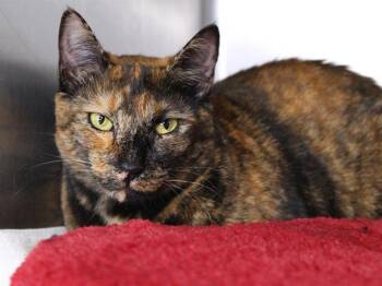 PENELOPE ANN -  Domestic Short Hair Cat for Adoption in Tallahassee, Florida - PENELOPE ANN | PetCurious