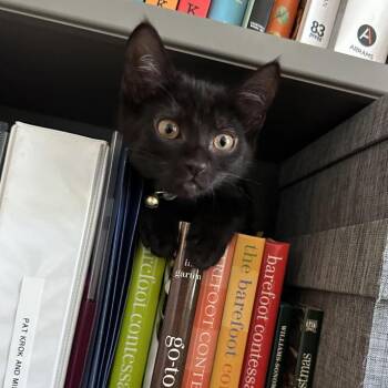 Duchess -  Domestic Short Hair Cat for Adoption in Prescott, Arizona - Duchess | PetCurious