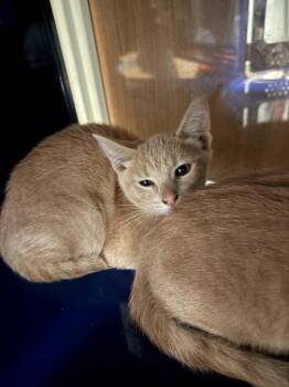 Tangerine -  Domestic Short Hair Cat for Adoption in Little Elm, Texas - Tangerine | PetCurious