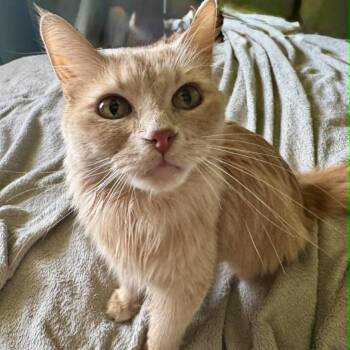 Domestic Long Hair Cats Available for Adoption in Grantsville, Utah - Lady | PetCurious