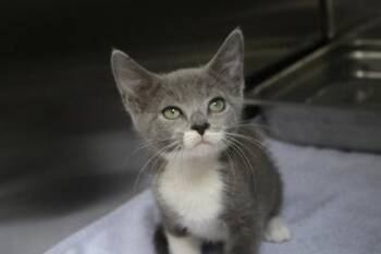 Ned -  Domestic Short Hair Cat for Adoption in Brunswick, Georgia - Ned | PetCurious