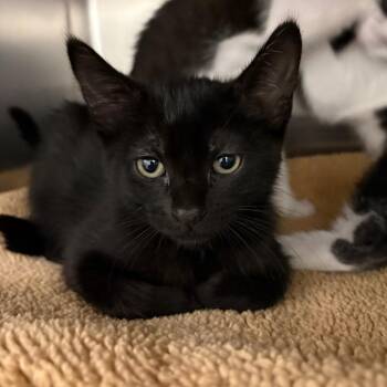 Ladybug -  Domestic Short Hair Cat for Adoption in Keizer, Oregon - Ladybug | PetCurious