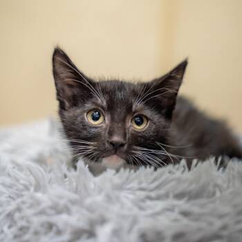 Lake -  Domestic Short Hair Cat for Adoption in Gainesville, Georgia - Lake | PetCurious