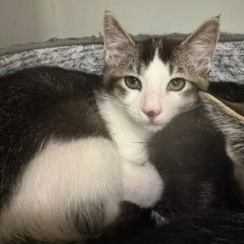 Squeak -  Domestic Short Hair Cat for Adoption in Saint Charles, Missouri - Squeak | PetCurious