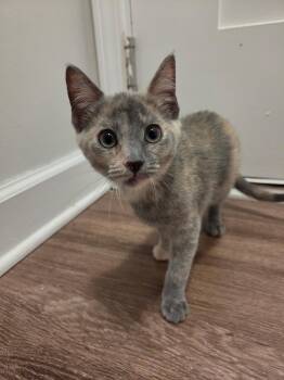 Marie -  Domestic Short Hair Cat for Adoption in Wilmington, North Carolina - Marie | PetCurious