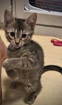 Chickpea -  Domestic Short Hair Cat for Adoption in Green Valley, Arizona - Chickpea | PetCurious