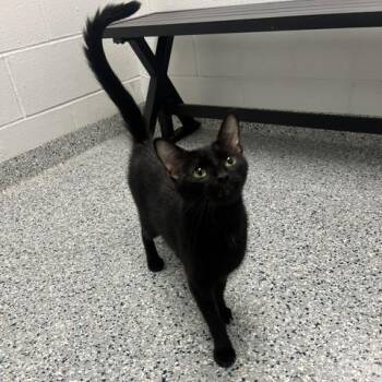 Queen -  Domestic Short Hair Cat for Adoption in Dayton, Ohio - Queen | PetCurious