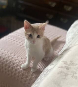 Rescue Domestic Short Hair Cats for Adoption in Hastings, Minnesota - Cubby | PetCurious