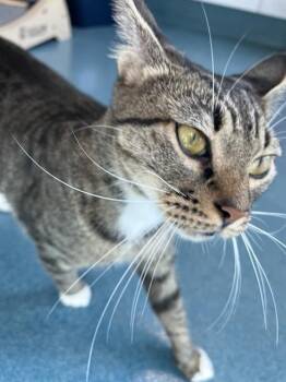 ASTRO -  Domestic Short Hair Cat for Adoption in Pearland, Texas - ASTRO | PetCurious