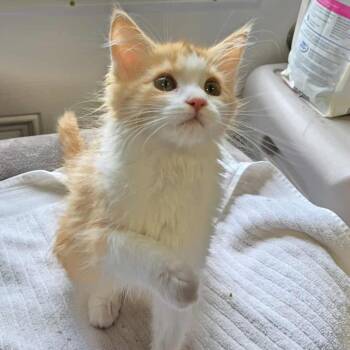 Rescue Domestic Medium Hair Cats for Adoption in Park Falls, Wisconsin - Maple | PetCurious